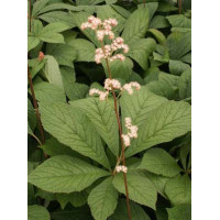 Rodgersja kasztanolistna | Rodgersia pinnata