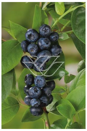 Borówka wysoka (amerykańska) 'Toro'| Vaccinium corymbosum