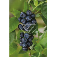 Borówka wysoka (amerykańska) 'Toro'| Vaccinium corymbosum