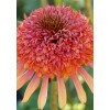 Jeżówka 'Secret Desire' Echinacea