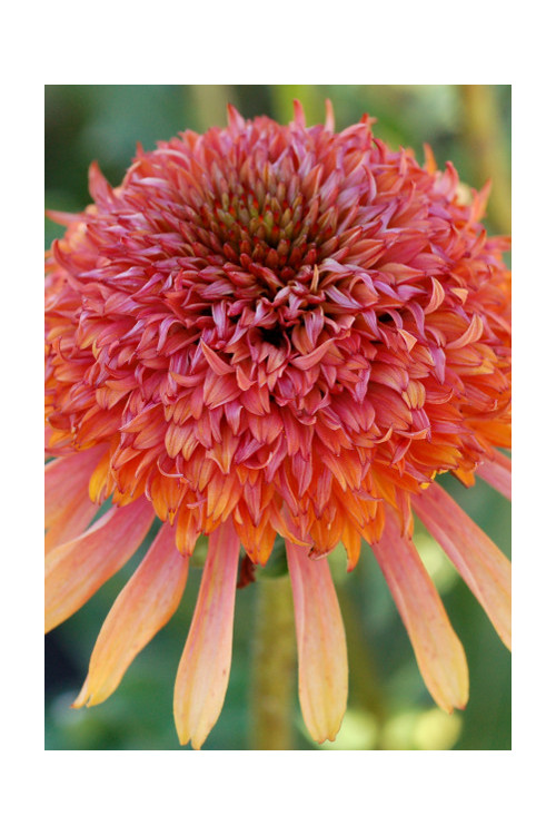 Jeżówka 'Secret Desire' Echinacea