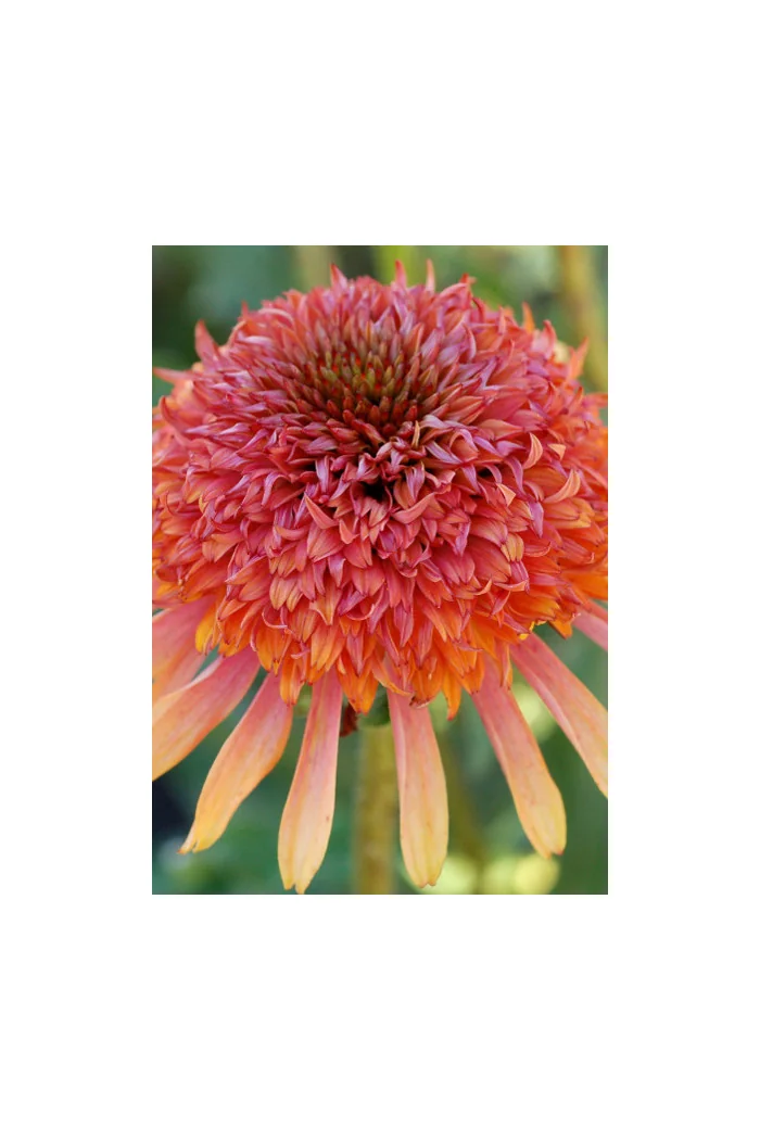 Jeżówka 'Secret Desire' Echinacea