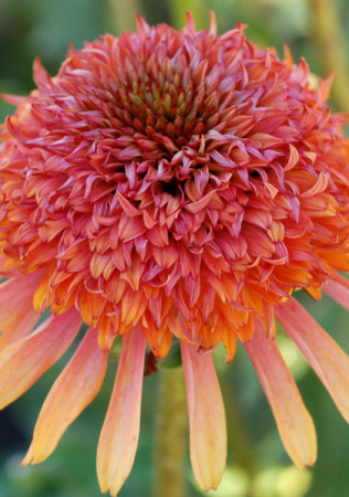 Jeżówka 'Secret Desire' Echinacea