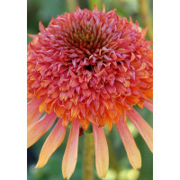 Jeżówka 'Secret Desire' Echinacea