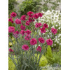 Goździk postrzępiony 'Maggie' Dianthus