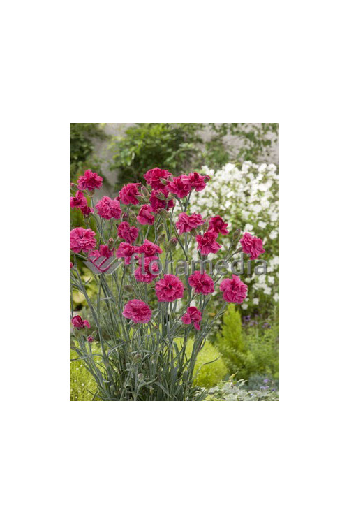 Goździk postrzępiony 'Maggie' Dianthus