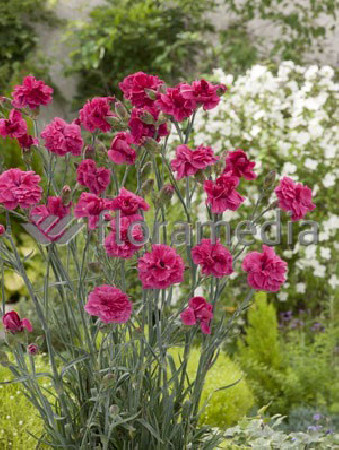 Goździk postrzępiony 'Maggie' Dianthus