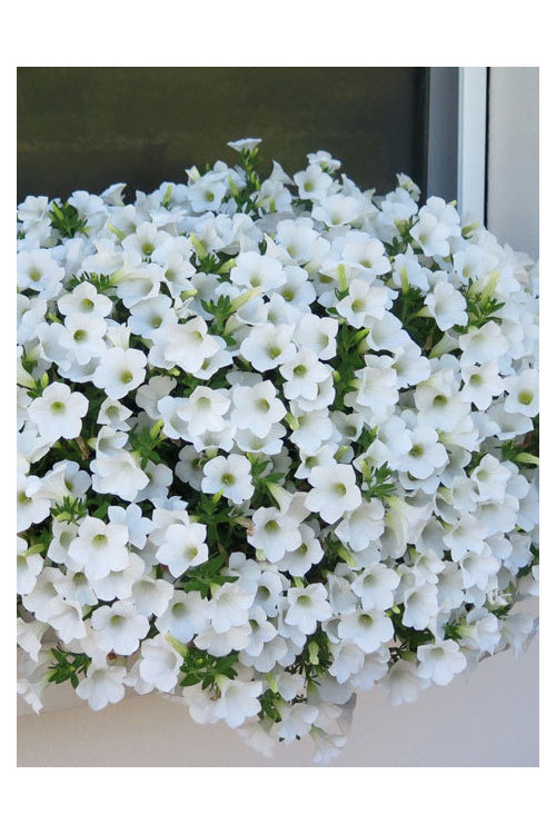 Surfinia 'Table White'