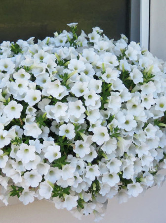 Surfinia 'Table White'