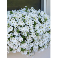 Surfinia 'Table White'