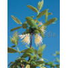 Jagoda kamczacka 'Siniczka' Lonicera coerulea var. Kamtschatica