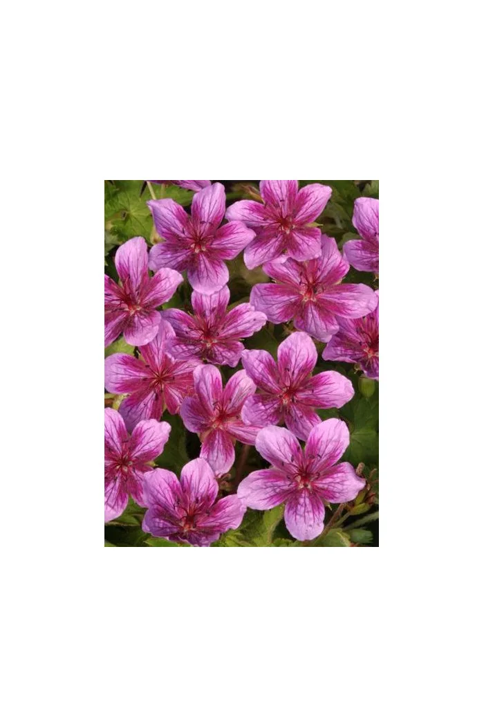 Bodziszek rozłogowy 'Starman' Geranium soboliferum