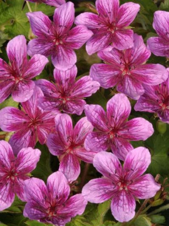 Bodziszek rozłogowy 'Starman' Geranium soboliferum