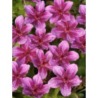 Bodziszek rozłogowy 'Starman' Geranium soboliferum