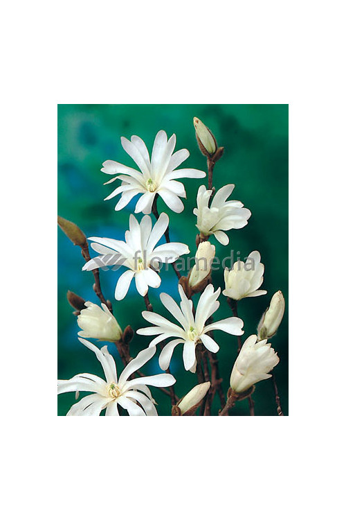 Magnolia gwiaździsta 'Royal Star' Magnolia stellata