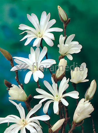 Magnolia gwiaździsta 'Royal Star' Magnolia stellata