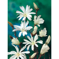 Magnolia gwiaździsta 'Royal Star' Magnolia stellata