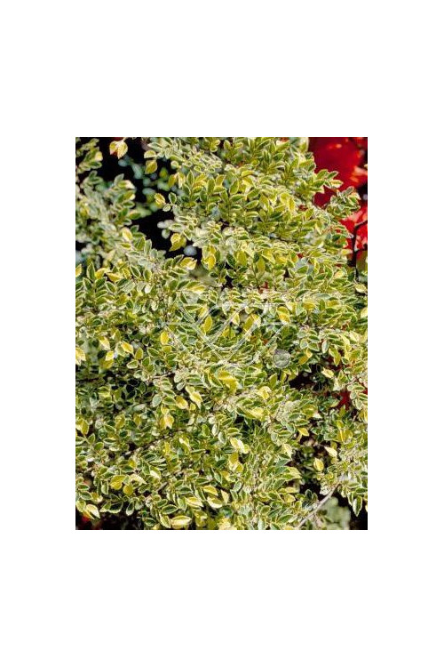 Wiąz drobnolistny 'Geisha' Ulmus parviflora