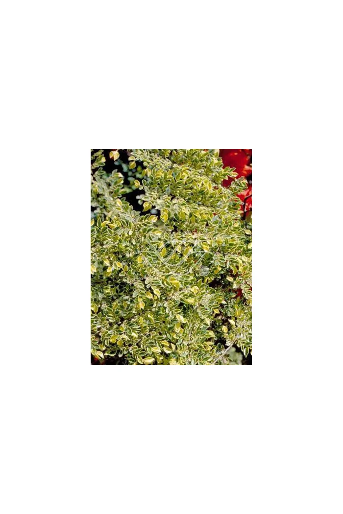 Wiąz drobnolistny 'Geisha' Ulmus parviflora