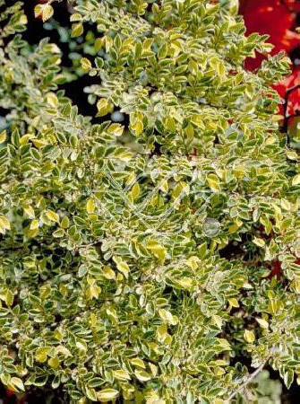 Wiąz drobnolistny 'Geisha' Ulmus parviflora