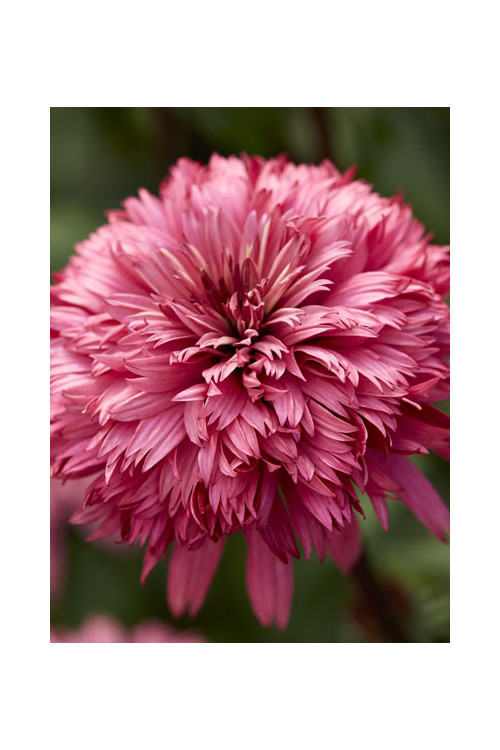 jeżówka, jeżówka Blackberry Truffle,echinacea, echinacea Blackberry Truffle