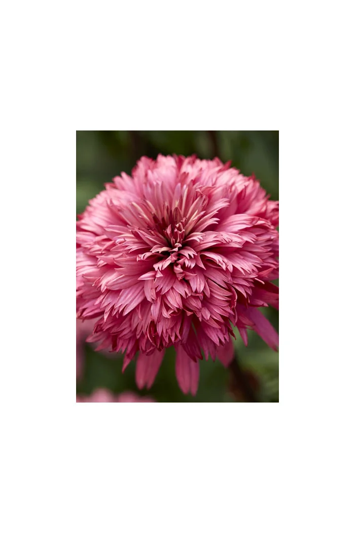 jeżówka, jeżówka Blackberry Truffle,echinacea, echinacea Blackberry Truffle