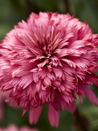 jeżówka, jeżówka Blackberry Truffle,echinacea, echinacea Blackberry Truffle