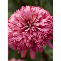 jeżówka, jeżówka Blackberry Truffle,echinacea, echinacea Blackberry Truffle