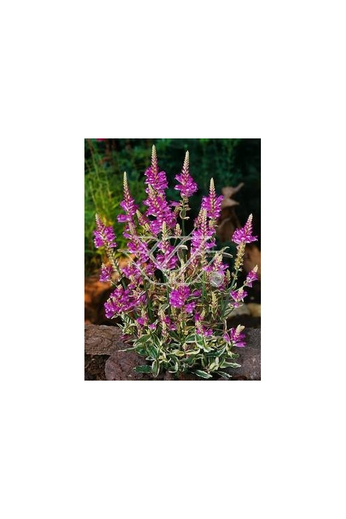 Odętka wirginijska 'Variegata' | Physostegia virginiana