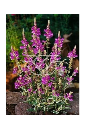 Odętka wirginijska 'Variegata' | Physostegia virginiana