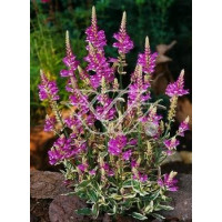 Odętka wirginijska 'Variegata' | Physostegia virginiana