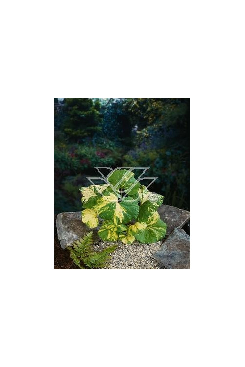 Lepiężnik japoński 'Variegata' Petasites japonicus