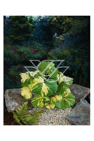 Lepiężnik japoński 'Variegata' Petasites japonicus