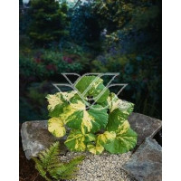 Lepiężnik japoński 'Variegata' Petasites japonicus