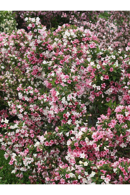 Krzewuszka cudowna 'Czechmark Trilogy' (RARYTAS) | Weigela florida