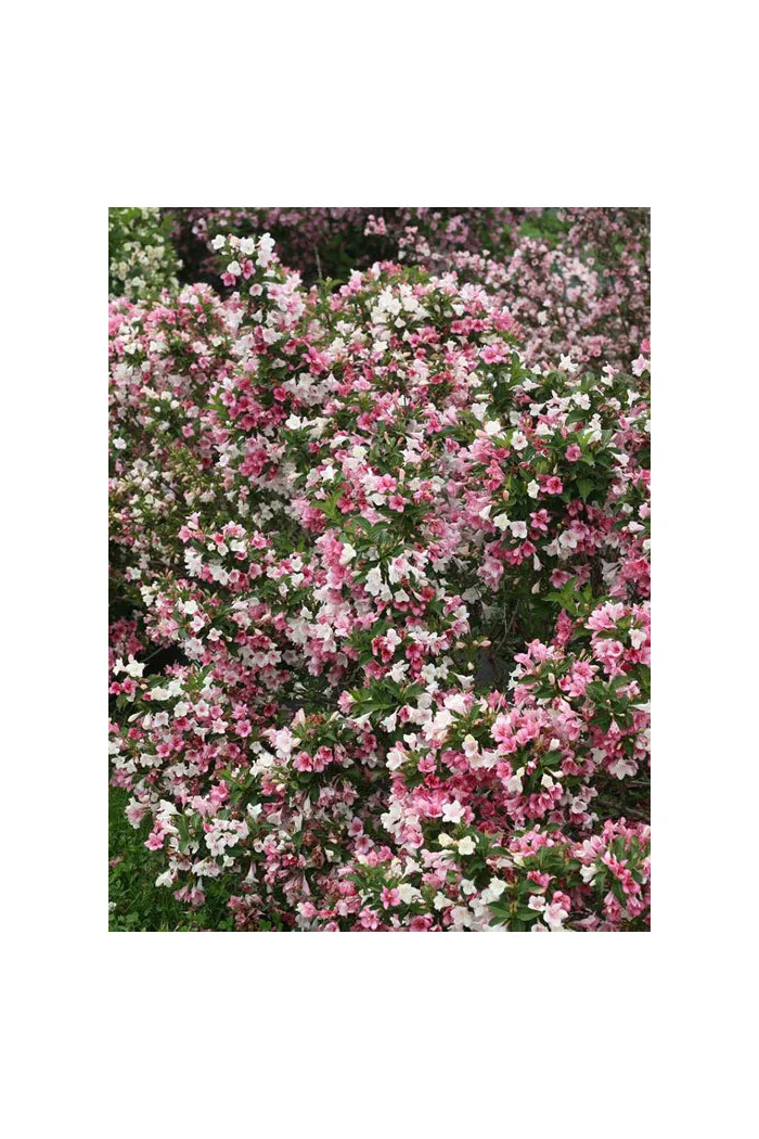Krzewuszka cudowna 'Czechmark Trilogy' (RARYTAS) | Weigela florida