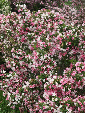 Krzewuszka cudowna 'Czechmark Trilogy' (RARYTAS) | Weigela florida