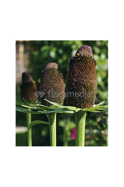 Rudbekia zachodnia 'Green Wizzard' Rudbeckia occidentalis