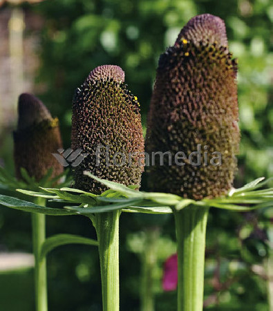 Rudbekia zachodnia 'Green Wizzard' Rudbeckia occidentalis