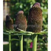 Rudbekia zachodnia 'Green Wizzard' Rudbeckia occidentalis