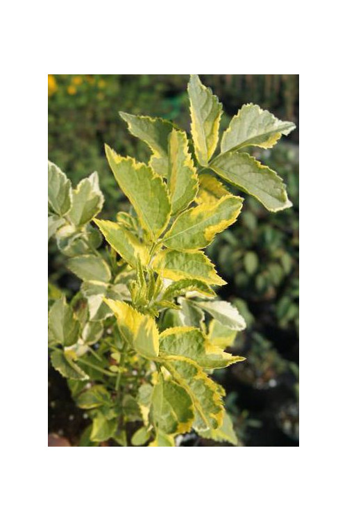 Bez czarny 'Madonna' Sambucus nigra