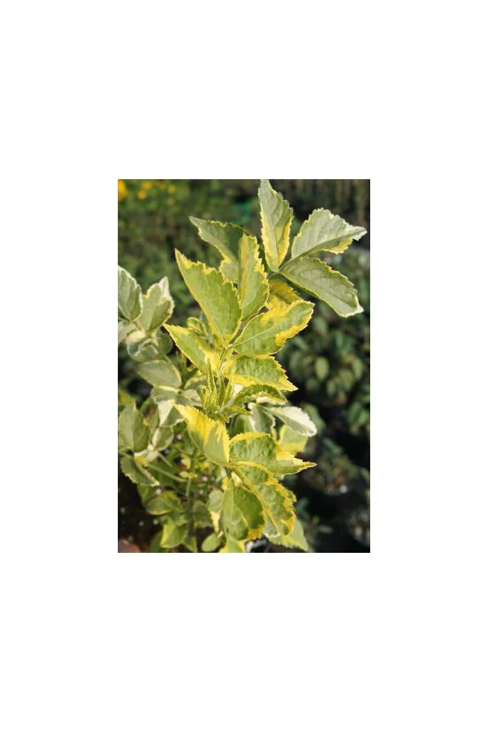 Bez czarny 'Madonna' Sambucus nigra