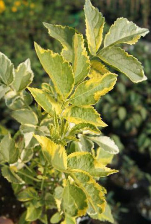 Bez czarny 'Madonna' Sambucus nigra