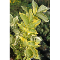 Bez czarny 'Madonna' Sambucus nigra