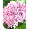 Hortensja ogrodowa 'Peppermint | Hydrangea macrophylla