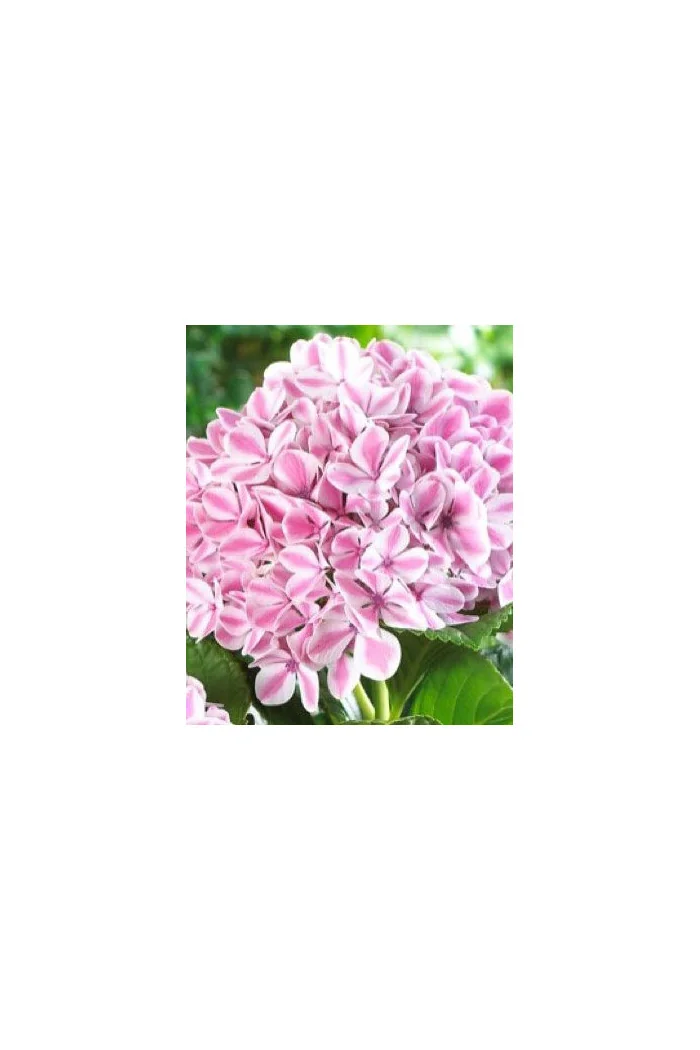 Hortensja ogrodowa 'Peppermint | Hydrangea macrophylla