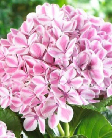 Hortensja ogrodowa 'Peppermint | Hydrangea macrophylla