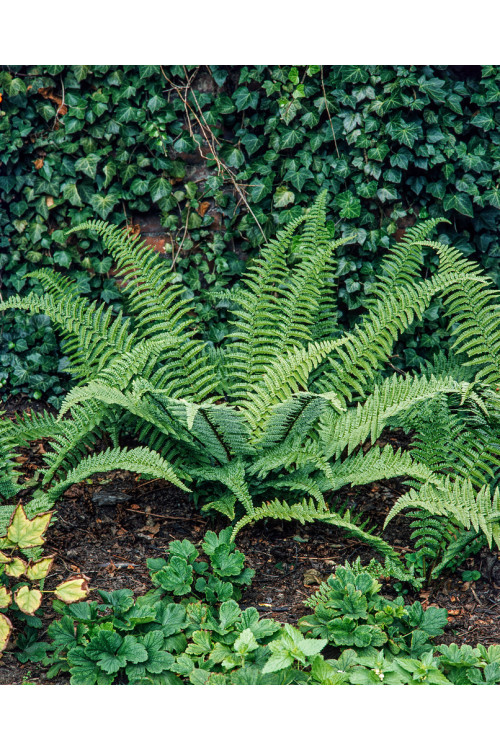 Narecznica mocna 'Pinderi' | Dryopteris affinis