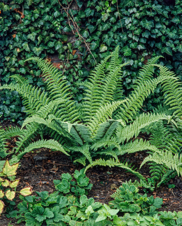 Narecznica mocna 'Pinderi' | Dryopteris affinis