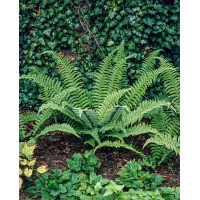 Narecznica mocna 'Pinderi' | Dryopteris affinis